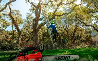 Baumpflegekalender: Baumpflege im Jahresverlauf